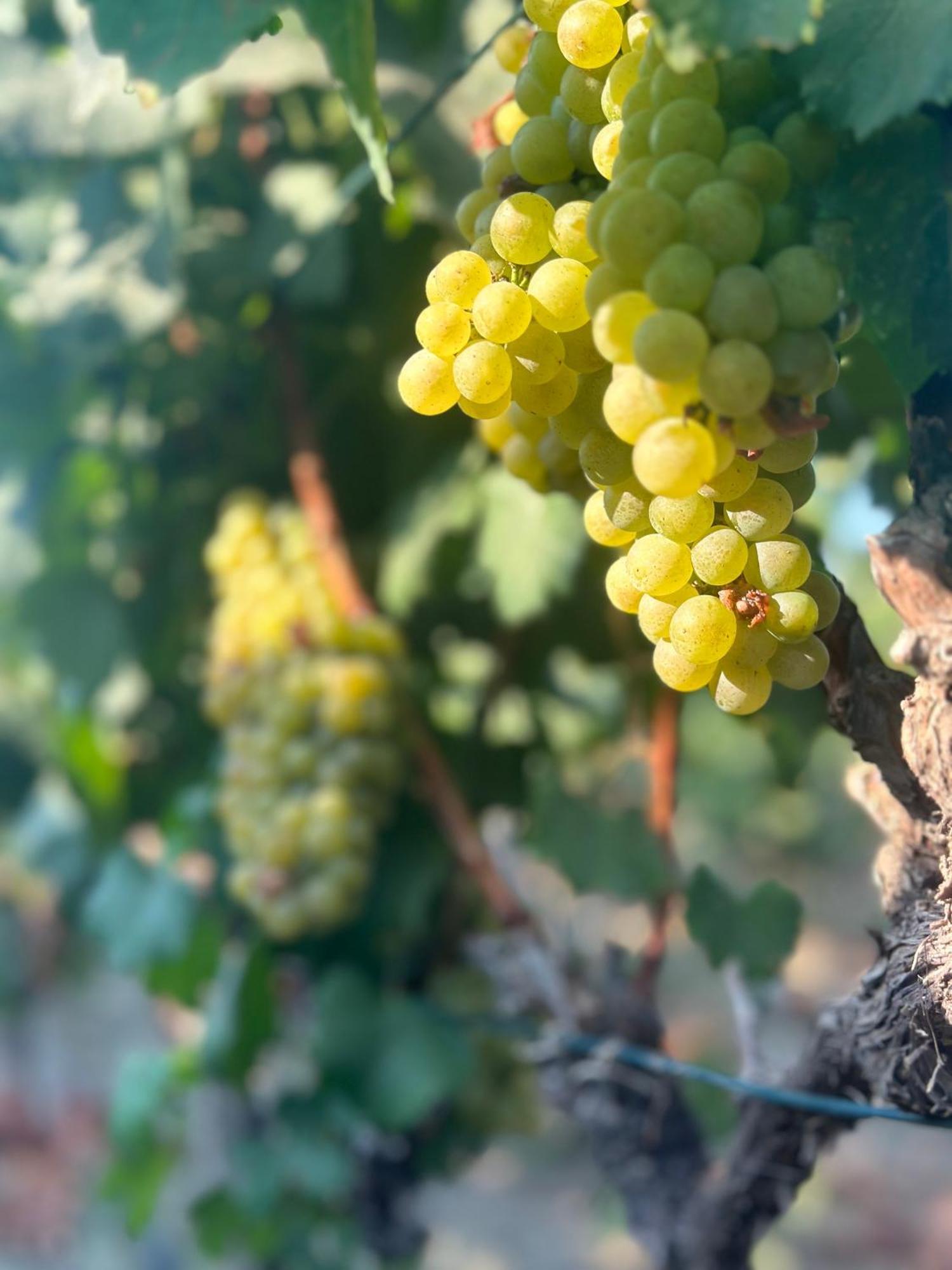 Datça Vineyard Exterior foto