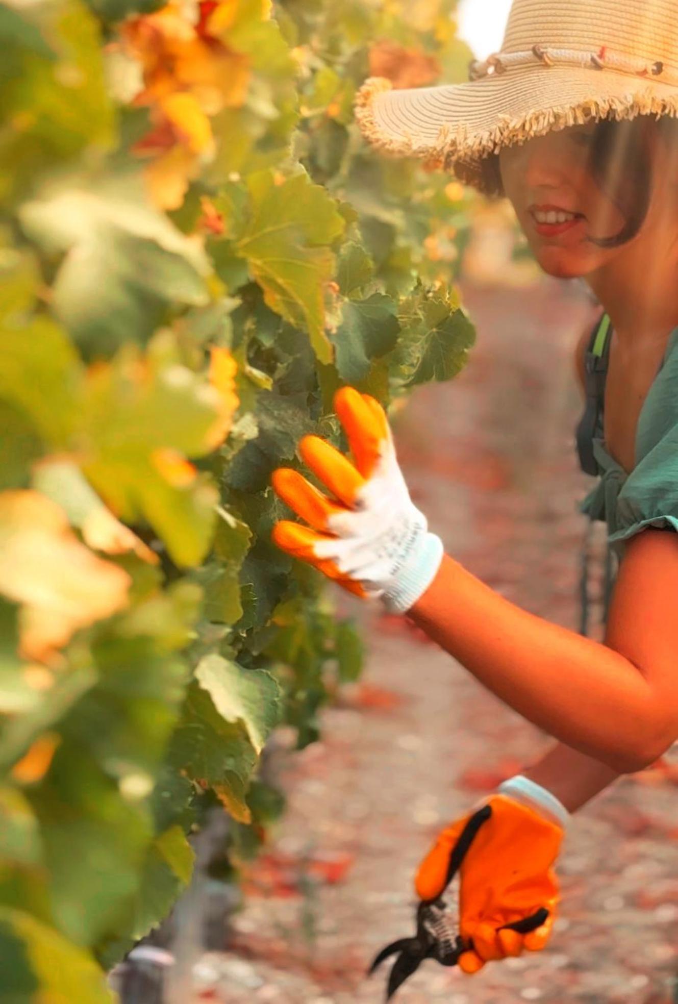 Datça Vineyard Exterior foto